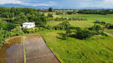 Kırsaldaki çeltik tarlasının havadan görünüşü, Tayland 'da tarım