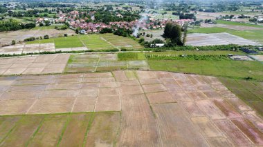 Kırsaldaki çeltik tarlasının havadan görünüşü, Tayland 'da tarım