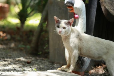 Evsiz beyaz bir kedi bahçede yürüyor..