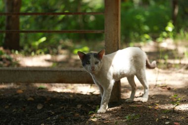 Evsiz beyaz bir kedi bahçede yürüyor..