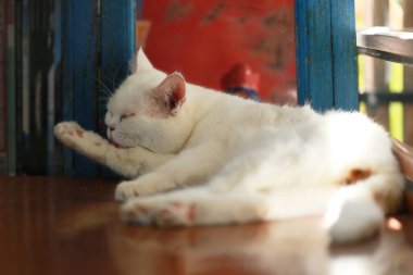 Bir kedi kendini temizlemek için dilini kullanıyor..