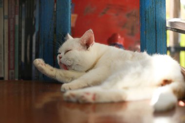 Bir kedi kendini temizlemek için dilini kullanıyor..