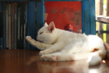 Bir kedi kendini temizlemek için dilini kullanıyor..