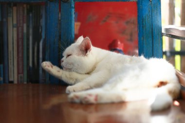 Bir kedi kendini temizlemek için dilini kullanıyor..