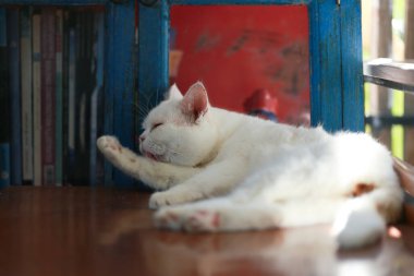 Bir kedi kendini temizlemek için dilini kullanıyor..