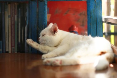 Bir kedi kendini temizlemek için dilini kullanıyor..