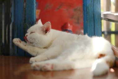 Bir kedi kendini temizlemek için dilini kullanıyor..