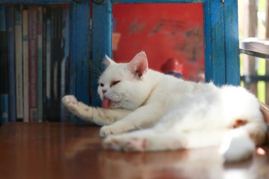 Bir kedi kendini temizlemek için dilini kullanıyor..