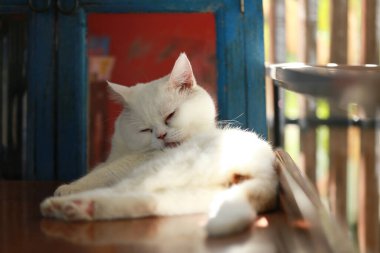 Bir kedi kendini temizlemek için dilini kullanıyor..