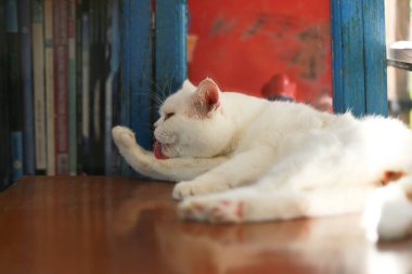 Bir kedi kendini temizlemek için dilini kullanıyor..