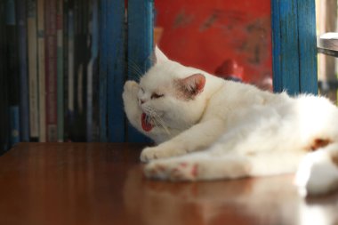 Bir kedi kendini temizlemek için dilini kullanıyor..