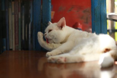 Bir kedi kendini temizlemek için dilini kullanıyor..