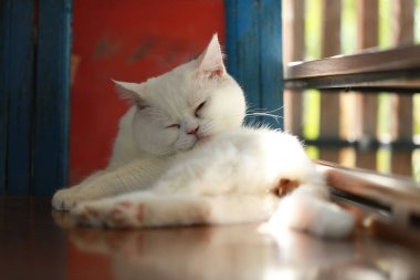 Bir kedi kendini temizlemek için dilini kullanıyor..