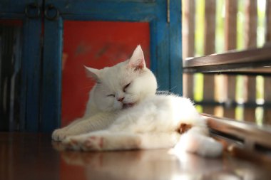 Bir kedi kendini temizlemek için dilini kullanıyor..