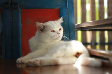 Bir kedi kendini temizlemek için dilini kullanıyor..