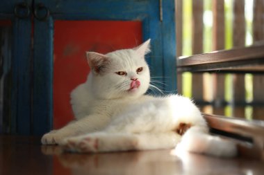 Bir kedi kendini temizlemek için dilini kullanıyor..