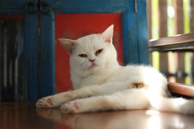 Bir kedi kendini temizlemek için dilini kullanıyor..