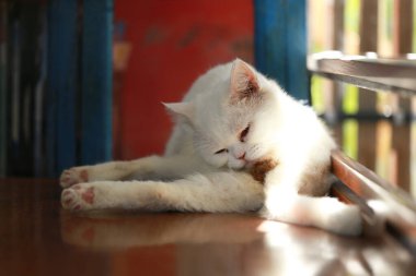 Bir kedi kendini temizlemek için dilini kullanıyor..