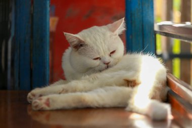 Bir kedi kendini temizlemek için dilini kullanıyor..