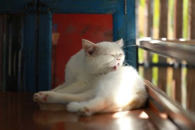 Bir kedi kendini temizlemek için dilini kullanıyor..