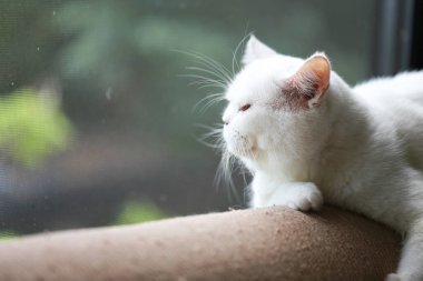 Beyaz kedi kanepede dinleniyor.