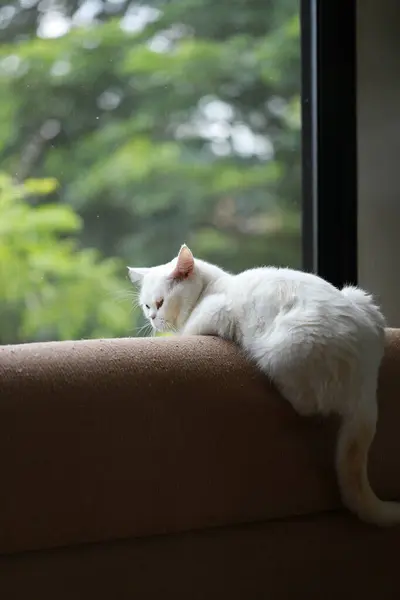 stock image White cat resting on the sofa