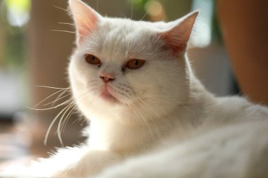 Beyaz kedi ve güzel güneş ışığı