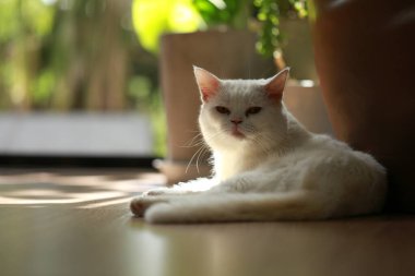 Beyaz kedi ve güzel güneş ışığı