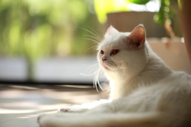 Beyaz kedi ve güzel güneş ışığı