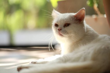 Beyaz kedi ve güzel güneş ışığı