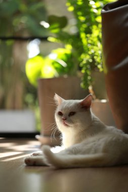 Beyaz kedi ve güzel güneş ışığı