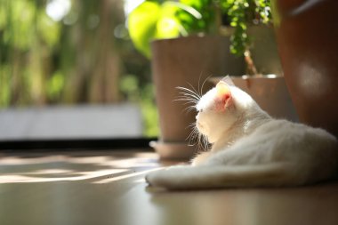 Beyaz kedi ve güzel güneş ışığı