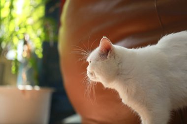 Beyaz kedi ve güzel güneş ışığı