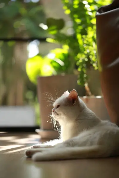 stock image White cat and beautiful sunlight