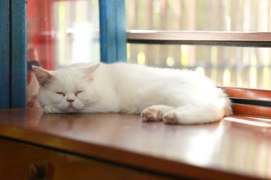 Beyaz kedi, ahşap masada tembelce yatıyor.