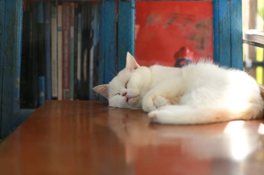 Beyaz kedi, ahşap masada tembelce yatıyor.