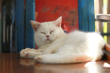 Beyaz kedi, ahşap masada tembelce yatıyor.