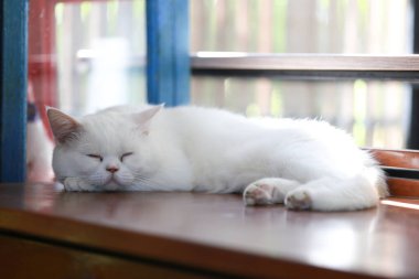 Beyaz kedi, ahşap masada tembelce yatıyor.