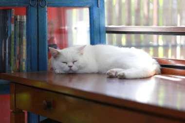 Beyaz kedi, ahşap masada tembelce yatıyor.