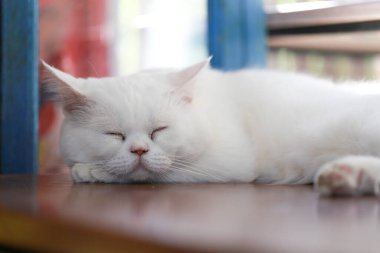 Beyaz kedi, ahşap masada tembelce yatıyor.