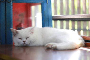 Beyaz kedi, ahşap masada tembelce yatıyor.