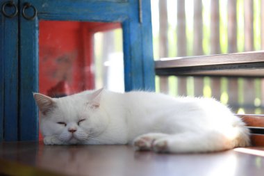Beyaz kedi, ahşap masada tembelce yatıyor.