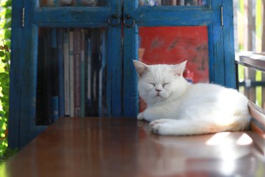 Beyaz kedi, ahşap masada tembelce yatıyor.