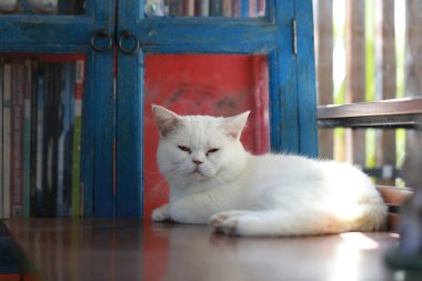 Beyaz kedi, ahşap masada tembelce yatıyor.