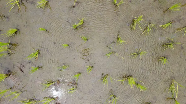 stock image Aerial view of rice field in the countryside of Thailand. Top view