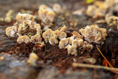 Ormandaki toprakta yetişen mantarlar.