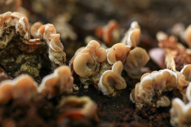 Ormandaki toprakta yetişen mantarlar.