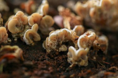 Ormandaki toprakta yetişen mantarlar.