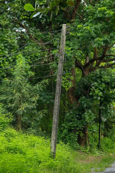 stock image electricity post in the green forest, closeup of photo.