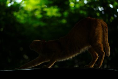 Çatıdaki kırmızı kedi gölgede